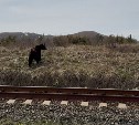 Молодой медведь выходит к дороге и железной дороге возле Взморья