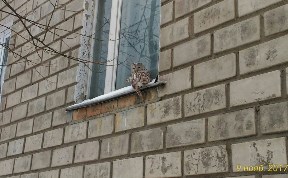 Общество