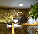 При реконструкции вольеров для обезьян в сахалинском зоопарке использовали мировой опыт