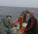 Морской котик заставил сахалинских рыбаков восемь часов катать его в лодке
