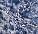 Лютые морозы сменятся на комфортные -12: какая погода будет в Сахалинской области 21 декабря