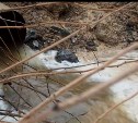 В Корсакове дачный участок подтопила река 