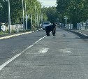 Лесничие держат на контроле ситуацию с медведем, вышедшим в село в Поронайском районе