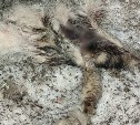 "Голову повернул и вздрогнул": разделанные трупы собак раскидали по охотской трассе 