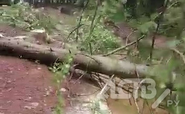 Очевидцы: неизвестные заблокировали дорогу к месту отдыха на Сахалине спиленными деревьями