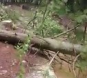 Очевидцы: неизвестные заблокировали дорогу к месту отдыха на Сахалине спиленными деревьями