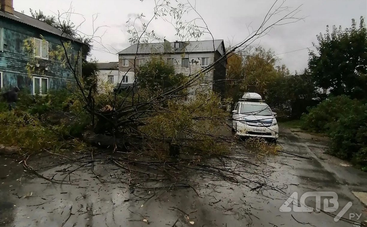Дерево рухнуло на дорогу в Южно-Сахалинске 