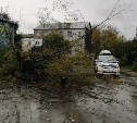 Дерево рухнуло на дорогу в Южно-Сахалинске 