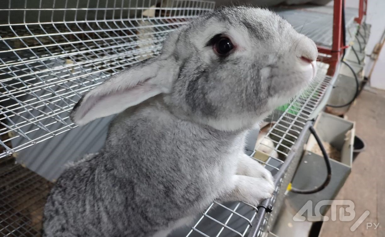 Найдена самая необычная кроличья ферма на Сахалине: здесь всё построили своими руками