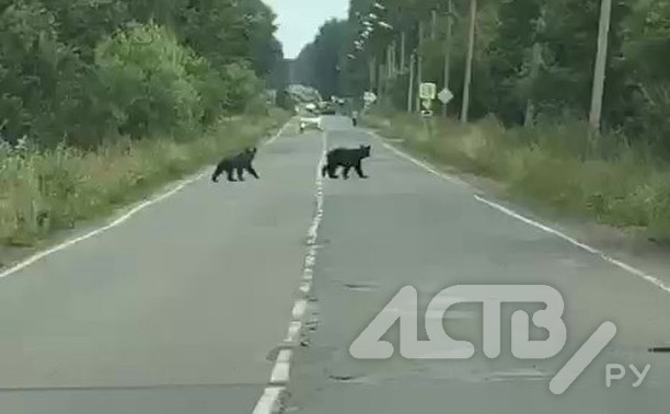 Два медведя прогулялись по центральной улице Тымовского