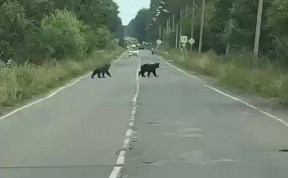 Происшествия