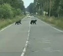 Два медведя прогулялись по центральной улице Тымовского