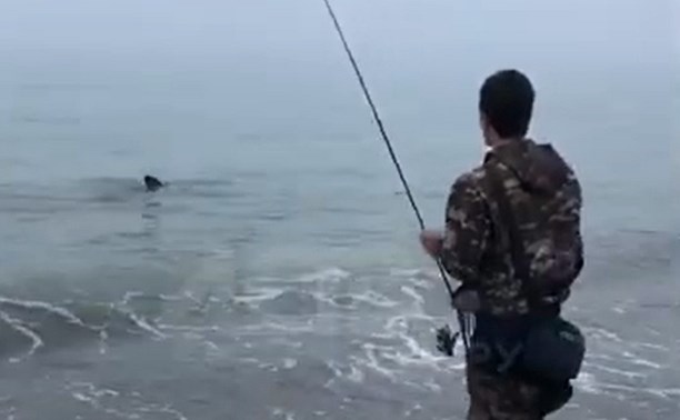 "Иди, погладь": на Сахалине акула на берегу вилась у ног рыбаков