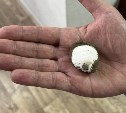 Моллюска возрастом до 5 миллионов лет нашли на Сахалине во время земляных работ