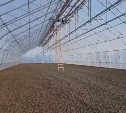 На Сахалине достраивают теплицу, где смогут выращивать до 550 тысяч сеянцев за цикл