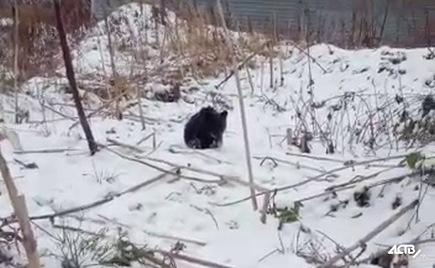 Жители Холмска увидели на улице медвежонка