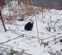 Жители Холмска увидели на улице медвежонка