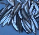 Сахалинские рыбаки открыли сезон малоротой корюшки на озере Буссе