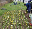 Южно-Сахалинск уже украсили 50 тысяч цветов