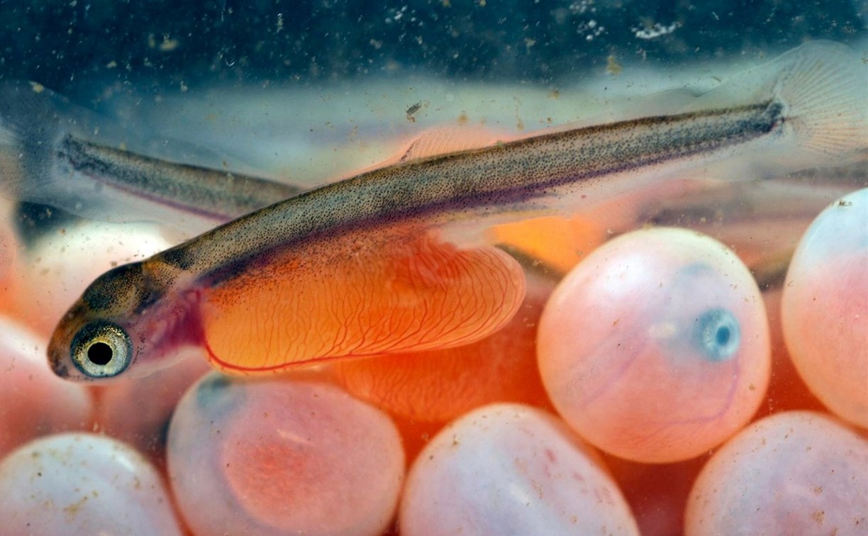 На Сахалине идут работы по воспроизводству запасов лососей: заложено 1,57 млрд штук икры