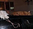 На Сахалине кот упал с четвёртого этажа и лапой застрял в люке Land Cruiser