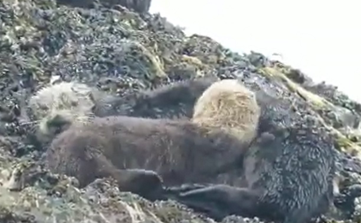 Тёплое видео: мама-калан и её малыш нежатся у берегов Северо-Курильска