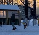 Агрессивные собаки повалили женщину на землю и укусили возле детсада в Поронайске 