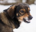 Стаи по 12-15 собак кидаются: мать покусанного ребёнка в Шахтёрске написала жалобу