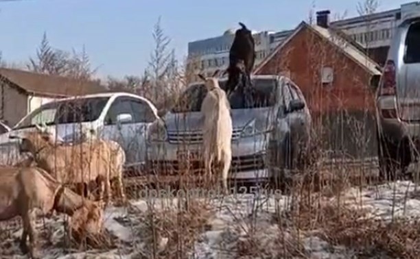 "Вот козлы!" - животные взобрались на чужую иномарку в Приморье