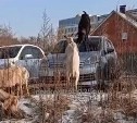 "Вот козлы!" - животные взобрались на чужую иномарку в Приморье