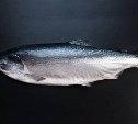 Южносахалинцев приглашают купить свеженькую рыбку — адрес