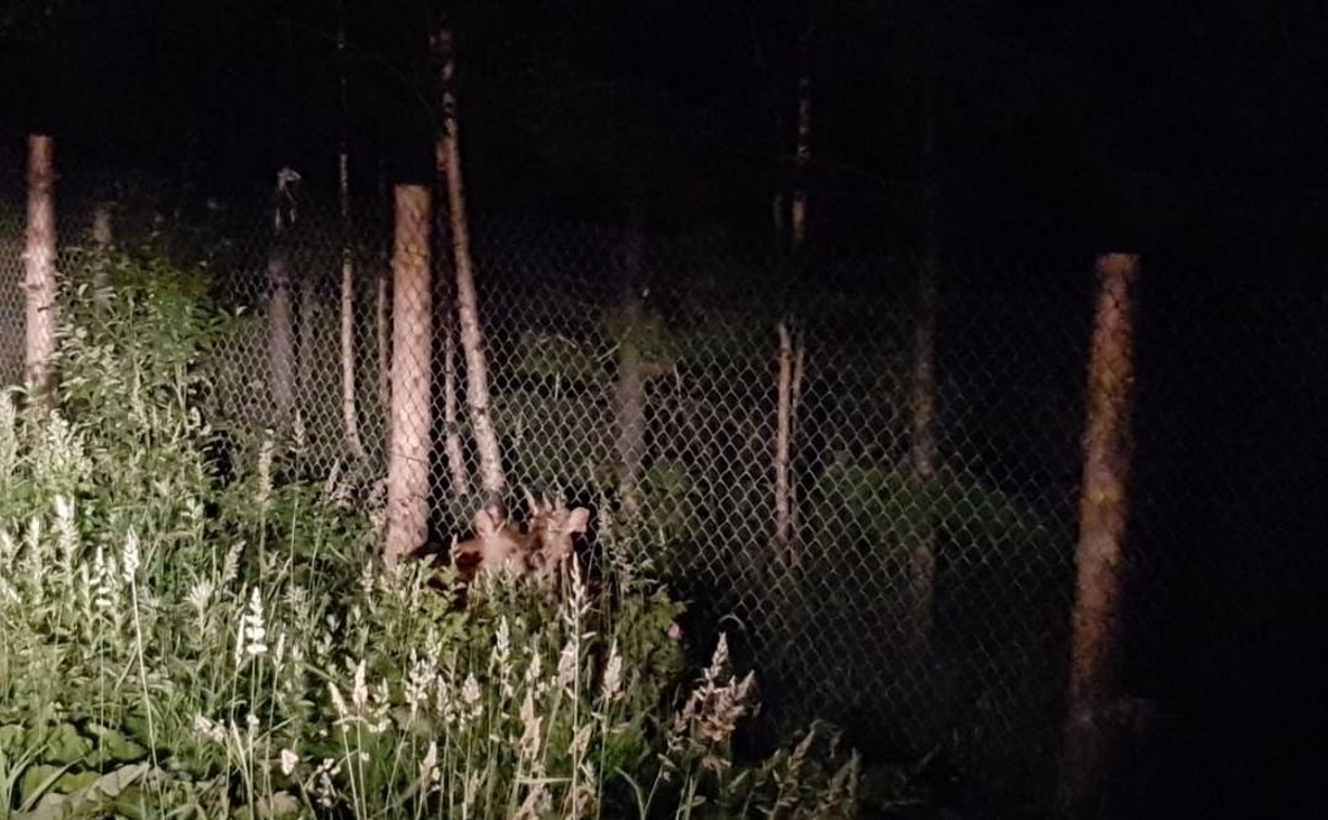 Два оленя сбежали с фермы в Анивском районе