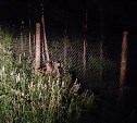 Два оленя сбежали с фермы в Анивском районе