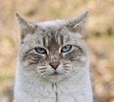 В России предложили учредить День фронтового кота
