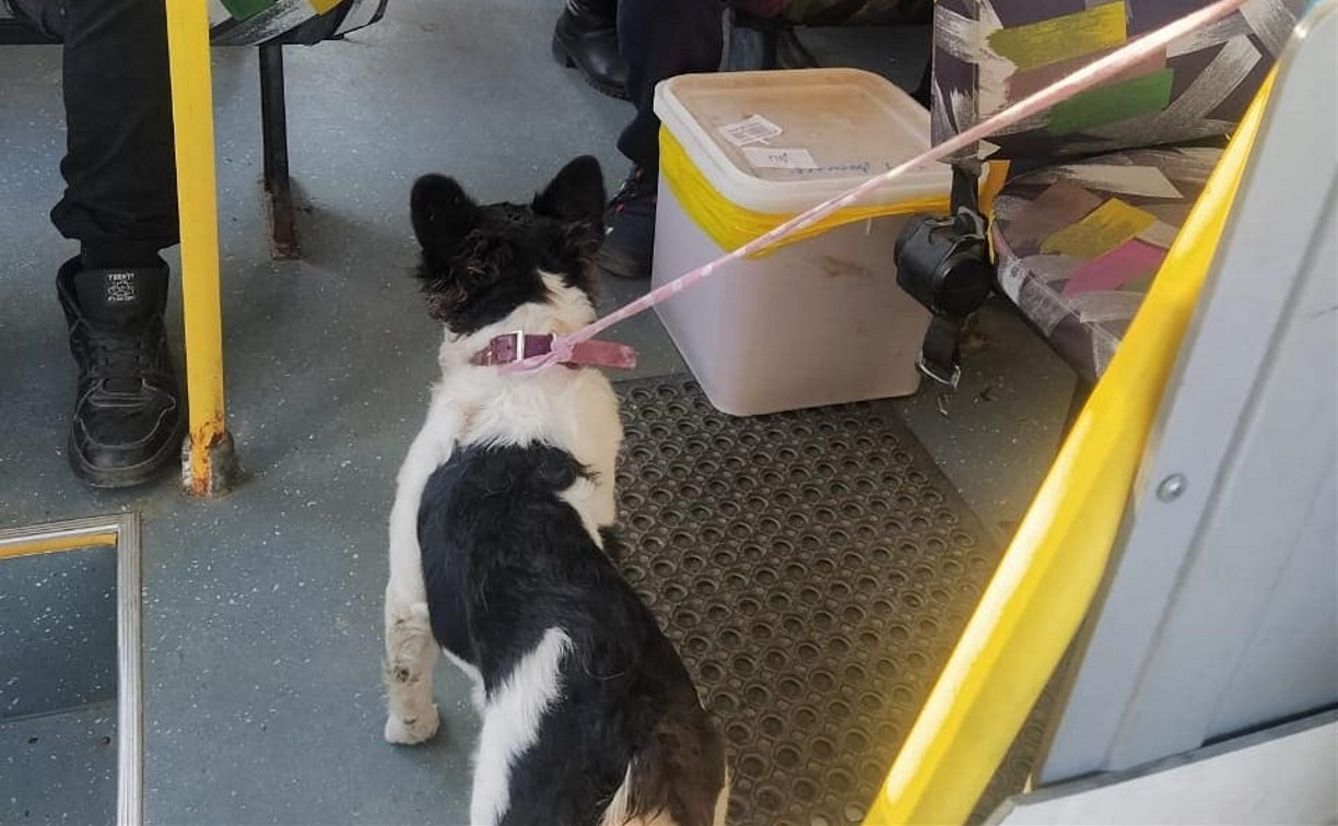 Собака-"заяц" катается на пассажирском автобусе по городам на Сахалине