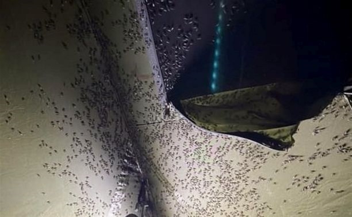 "Они везде, как семечки": на побережье Сахалина нашествие песчаных мух