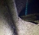 "Они везде, как семечки": на побережье Сахалина нашествие песчаных мух