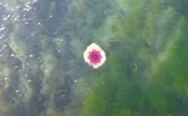 На Курилах обнаружили представительницу самого крупного вида медузы в мире