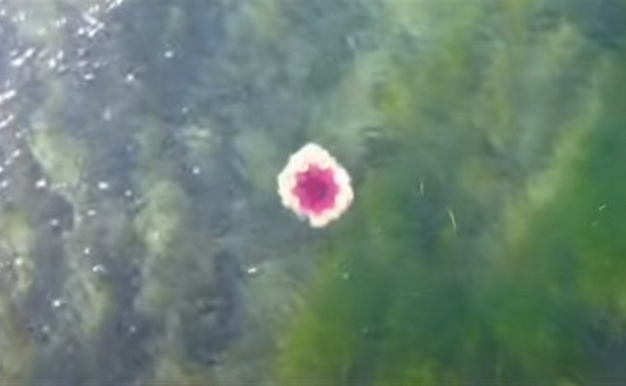 На Курилах обнаружили представительницу самого крупного вида медузы в мире