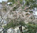 Страшно, убирай: в Корсакове дерево окутала густая паутина