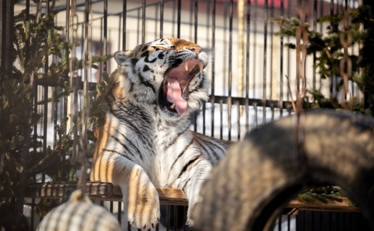 Сахалинцев приглашают на день рождения тигра Амура