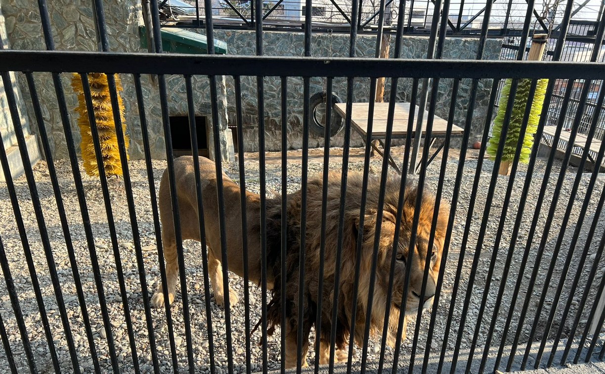Жителей Южно-Сахалинска обеспокоил дротик в боку у льва в местном зоопарке