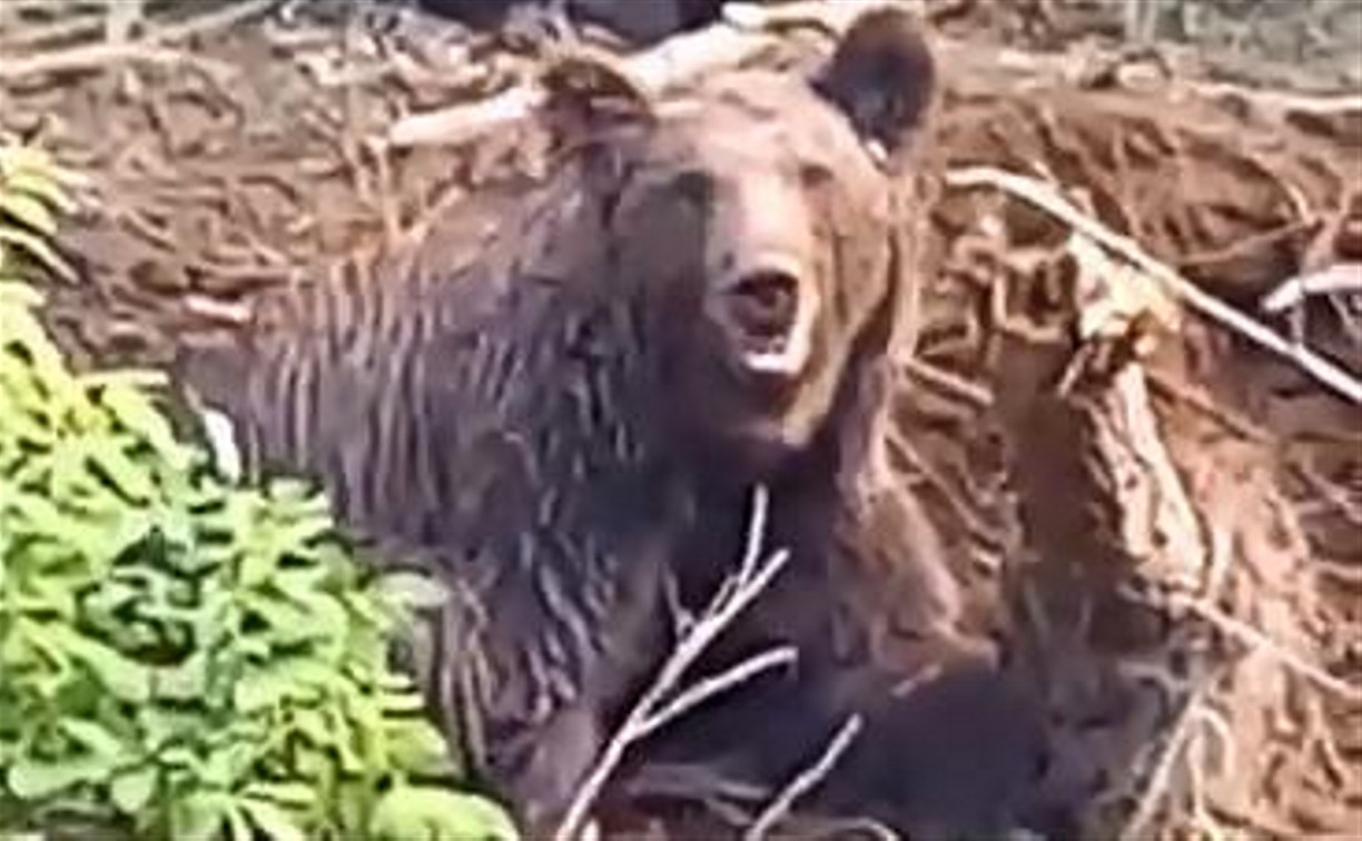 Пытаясь освободиться, прокусила себе лапу: на Сахалине из браконьерских сетей спасли медведицу