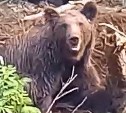 Пытаясь освободиться, прокусила себе лапу: на Сахалине из браконьерских сетей спасли медведицу