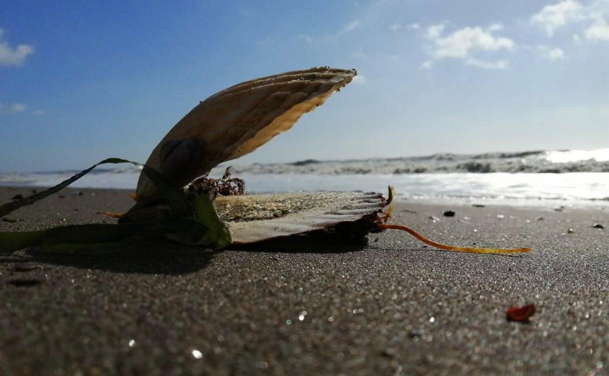 "Гребешок, спизула, крабы": берег Сахалина после сильного шторма опять забросало морскими деликатесами