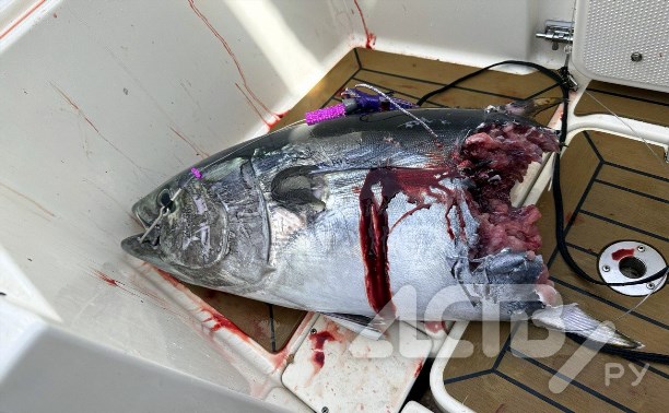 Шокирующие кадры: на Сахалине акула срезала половину тунца, которого тащили рыбаки 