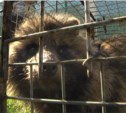 Сахалинский зоопарк временно приютил енотовидную собаку, найденную в центре города (ВИДЕО)