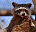 Вольер для енотов за 11,6 млн рублей появится в сахалинском зоопарке