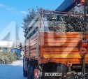 "Ёлки срубили зря?": горожане не могут купить ели в лесхозе Южно-Сахалинска