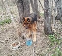 Собаку нашли привязанной к дереву в лесу под Южно-Сахалинском